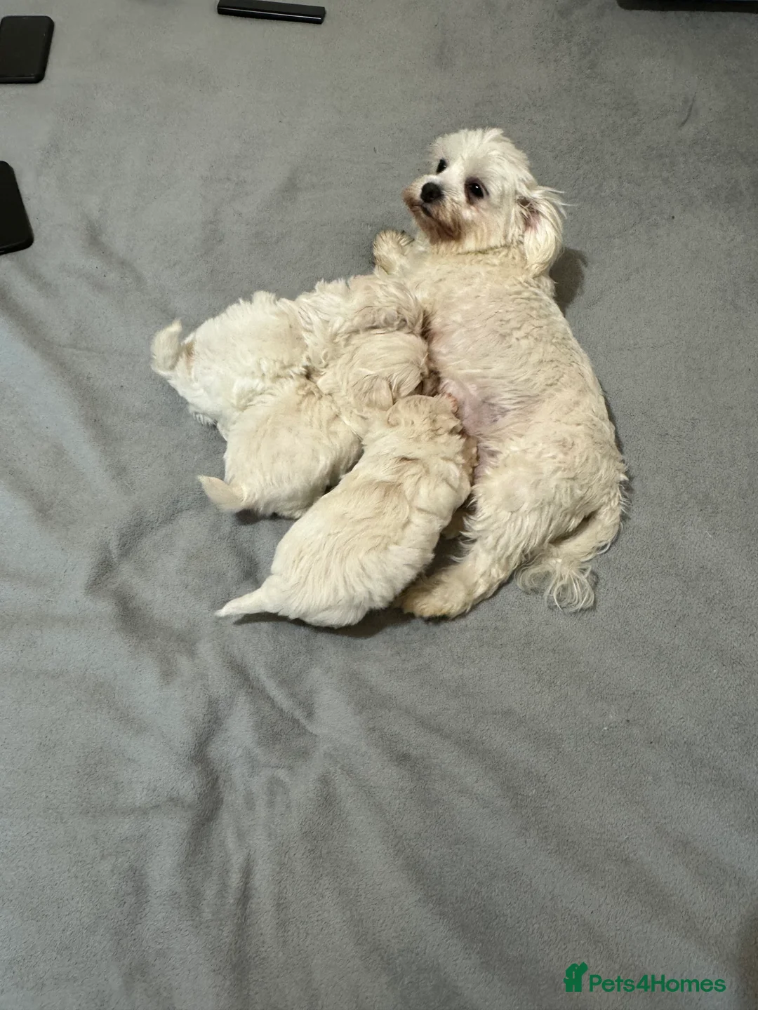 Mixed Breed dogs for sale: Beautiful Maltese/havanese girls - Advert 2