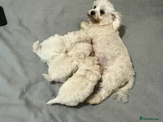 Mixed Breed dogs Beautiful Maltese/havanese girls - Advert 1