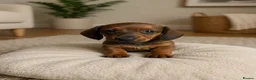 Miniature Dachshund dogs for sale: Miniature Dachshund for sale  - Advert 3