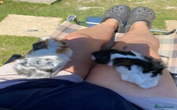 Guinea Pig rodents for sale: Peruvian cross Silkie Longhaired Guineapig Babies - Image 6