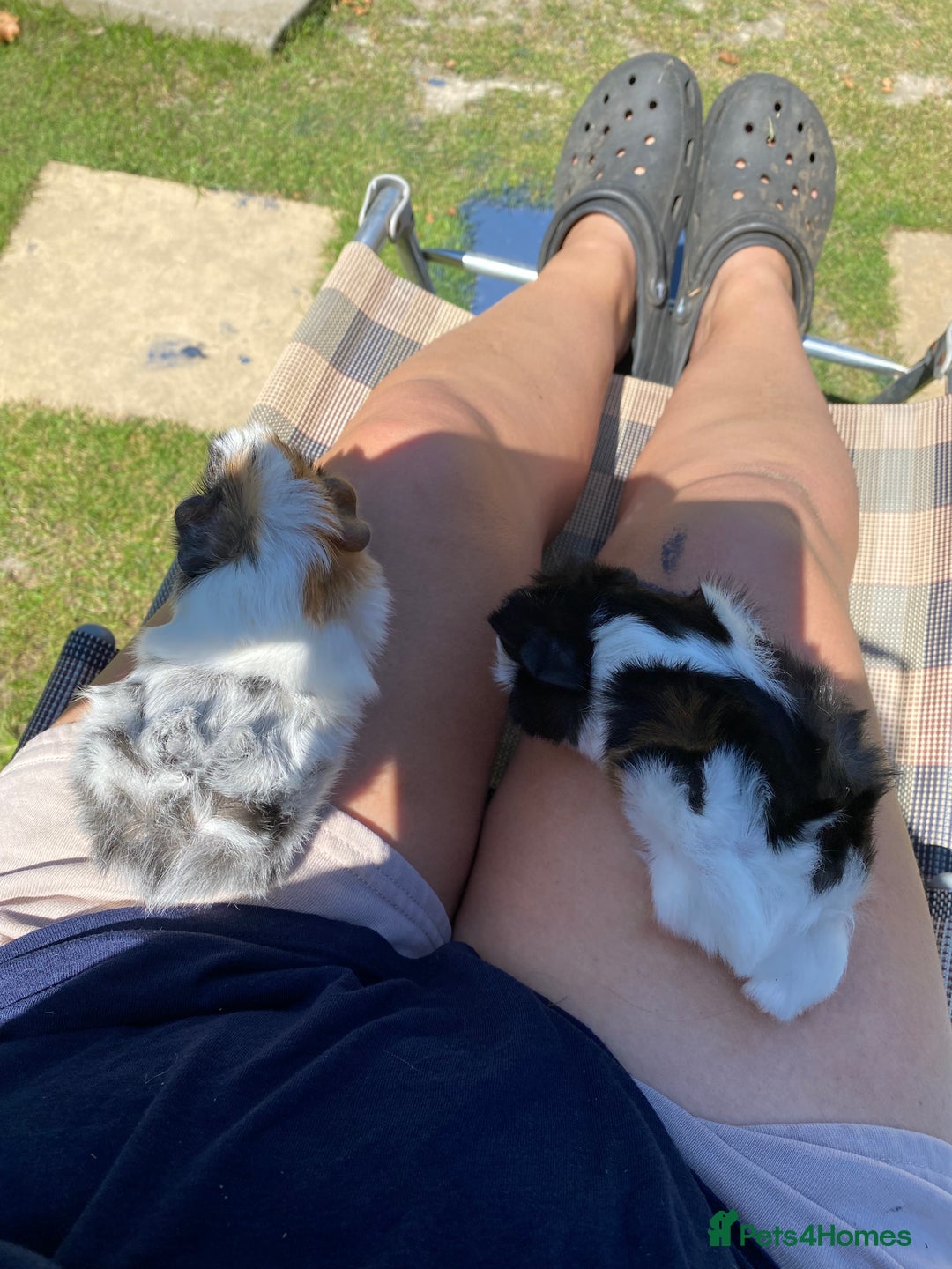 Guinea Pig rodents for sale: Peruvian cross Silkie Longhaired Guineapig Babies - Image 6