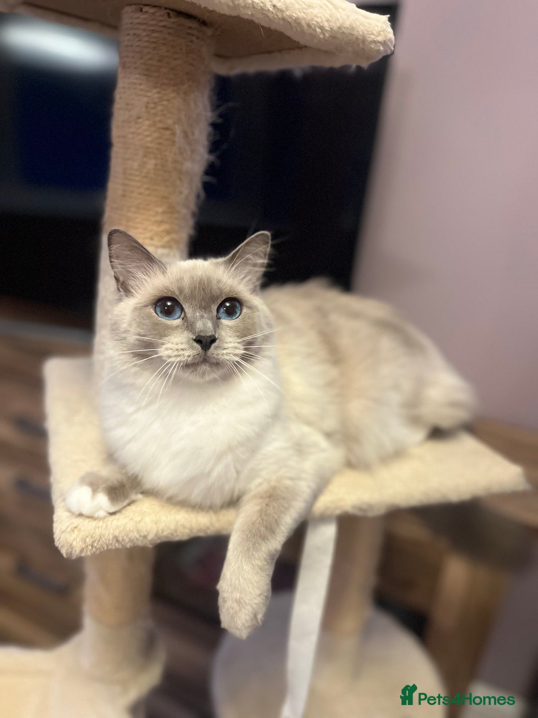Ragdoll cats for sale: TICA Registered Bicolour boy - Image 13