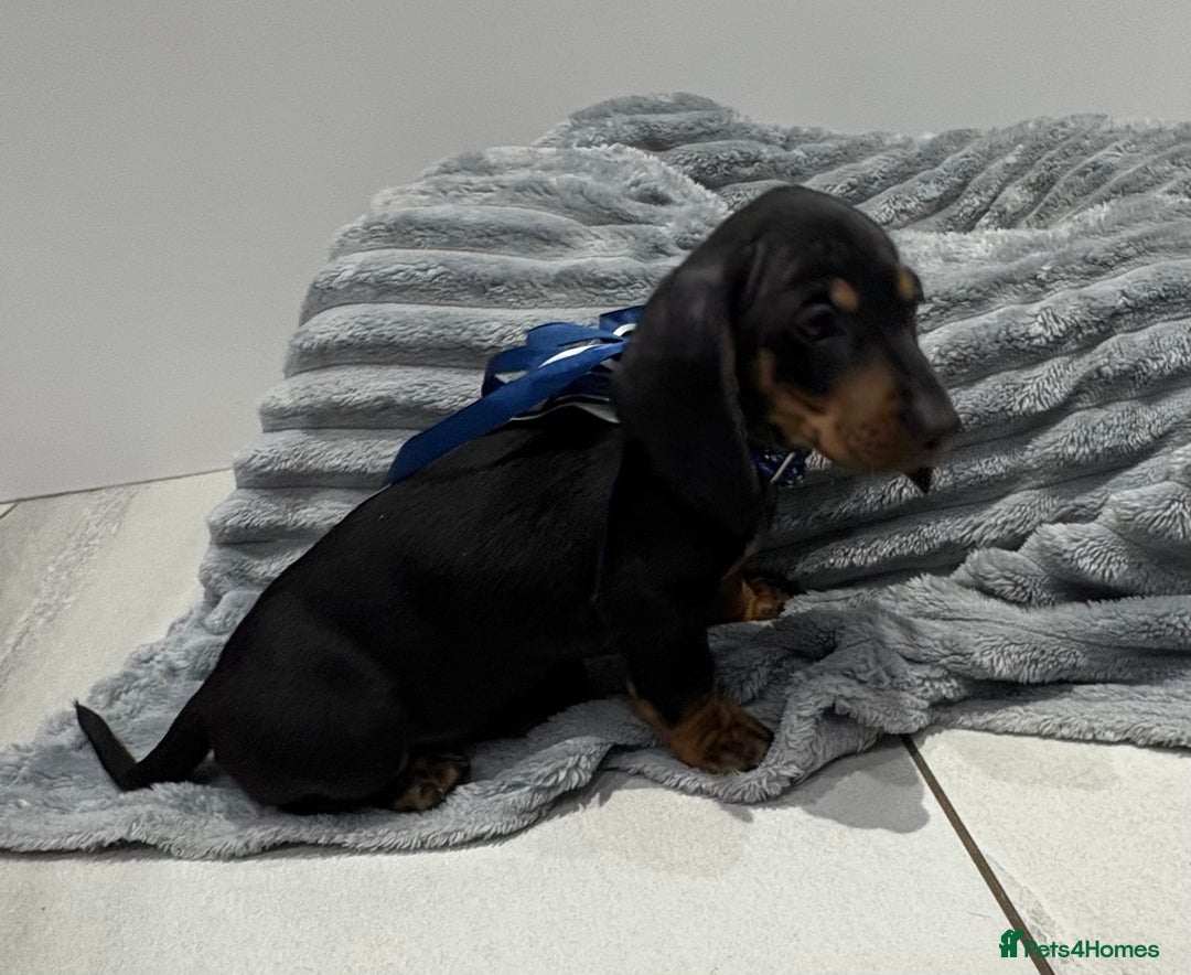 Miniature Dachshund dogs for sale: Gorgeous Miniature Dachshunds - Advert 16