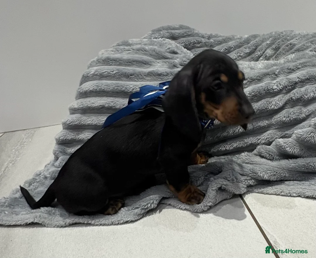 Miniature Dachshund dogs for sale: 💙One Boy ❤️One Girl Remaining Black & Tan  - Advert 14