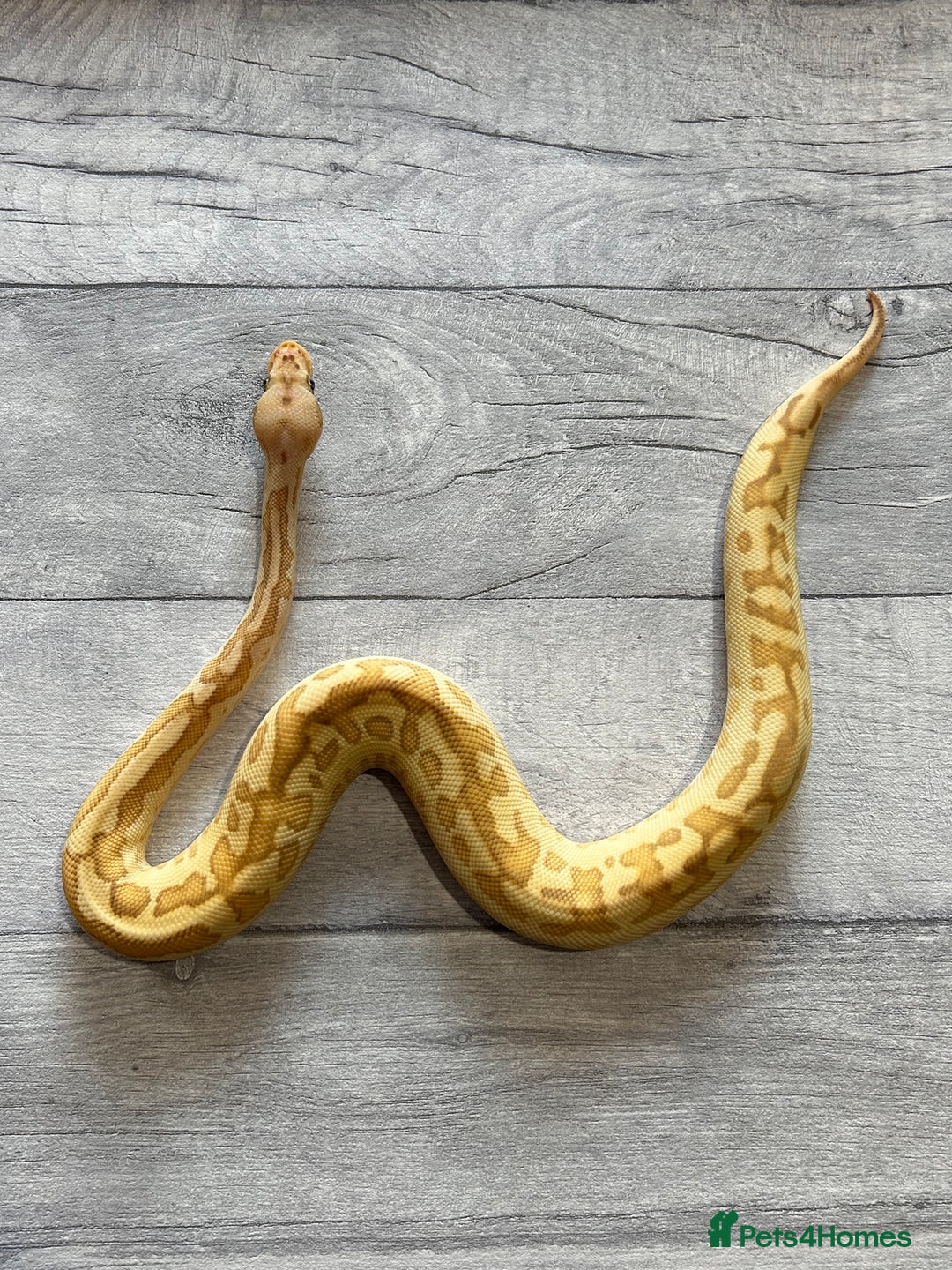 Python Snake reptiles for sale: Royal Pythons stunning morphs  - Image 6