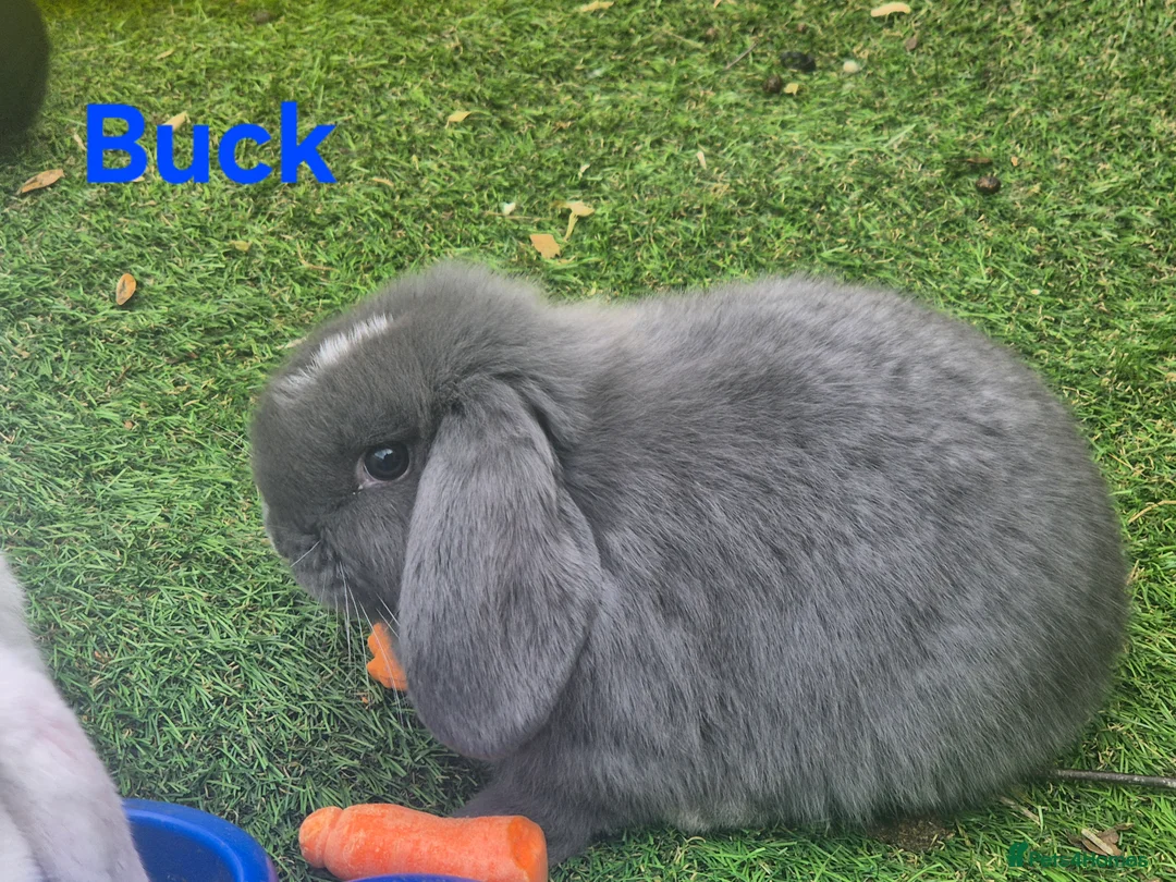 Mini Lop rabbits for sale: Litter of mini lops ready 20th March  - Advert 1