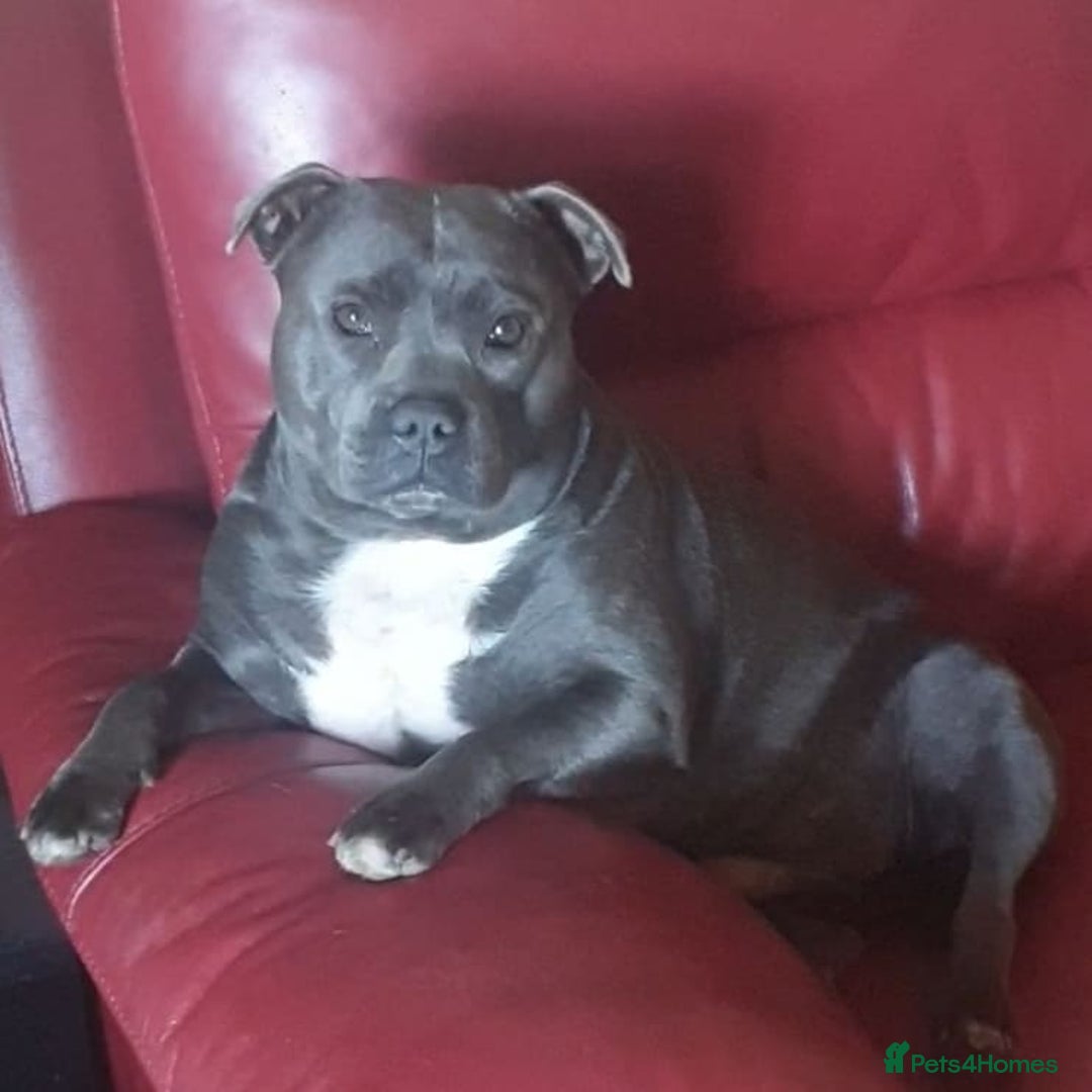 Staffordshire Bull Terrier dogs for sale: 🥨THE BEST OF BOTH WORLDS🥨 - Image 11