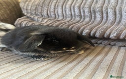 Mini Lop rabbits for sale: Mini Lop Babies  - Image 3
