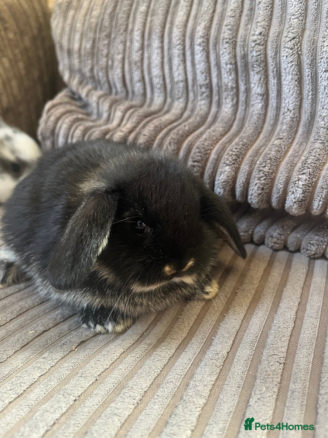 Mini Lop rabbits for sale: Mini Lop Babies  - Image 3