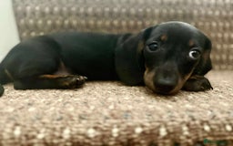 Dachshund dogs for sale: Beautiful dachshund babies  - Image 11
