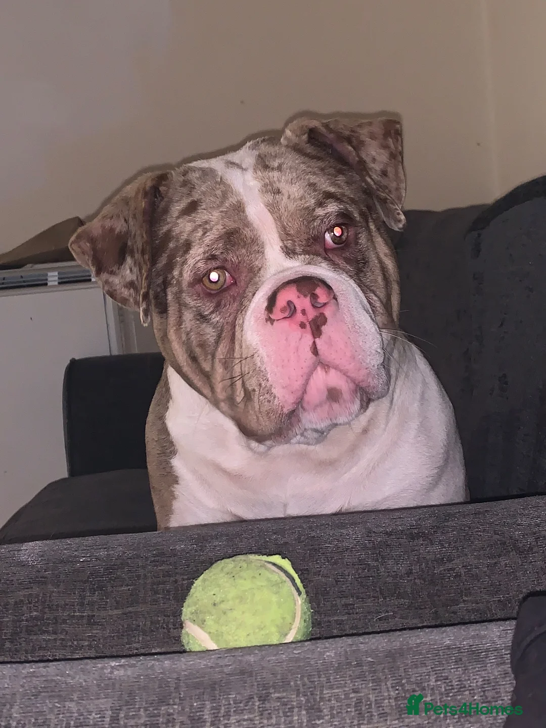 Mixed Breed dogs for stud: FOR STUD - Advert 1