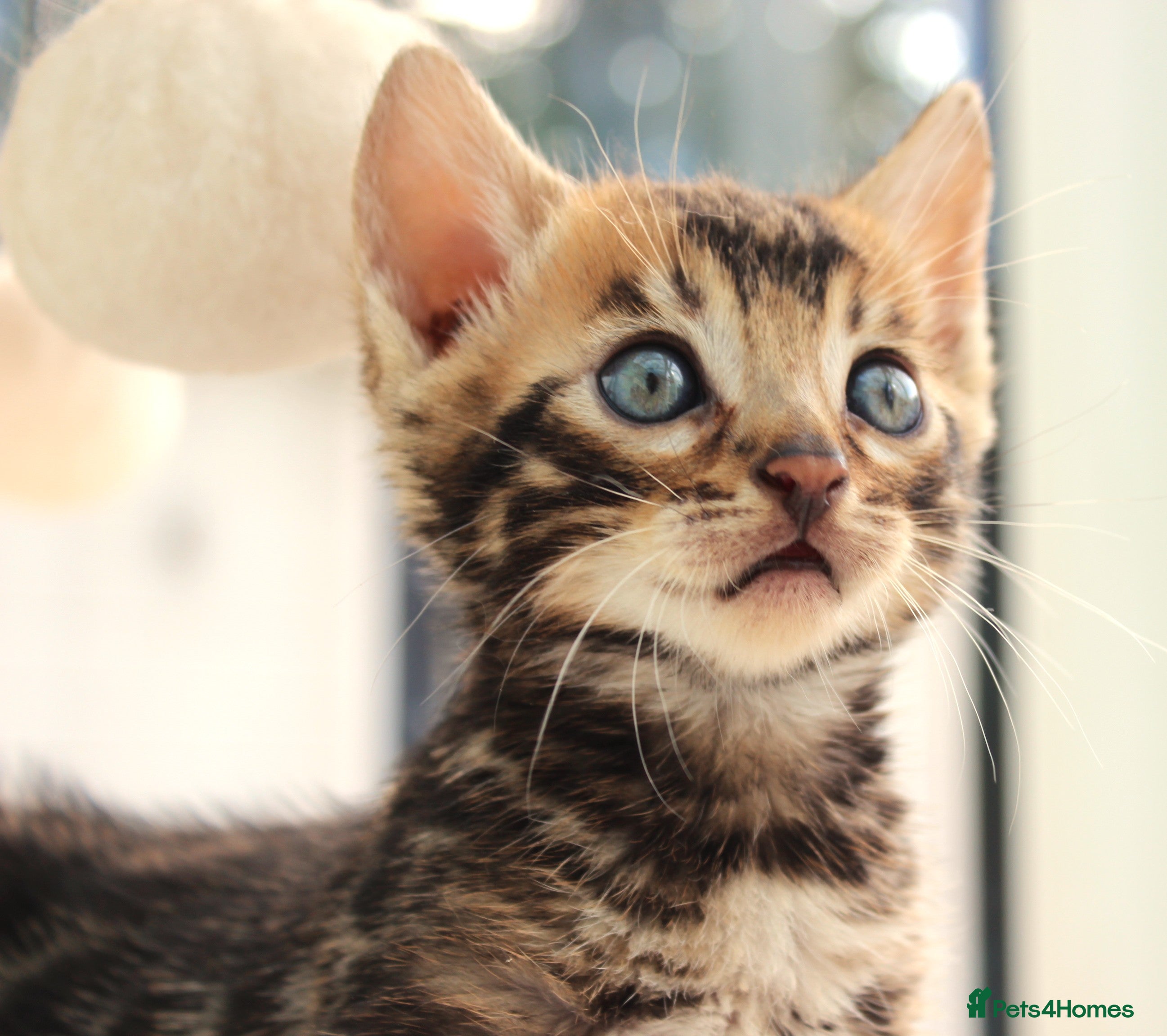 Bengal cats CUTE BROWN BENGAL MALE KITTENS - Advert 2