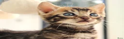 Bengal cats for sale: CUTE BROWN BENGAL MALE KITTENS - Advert 18