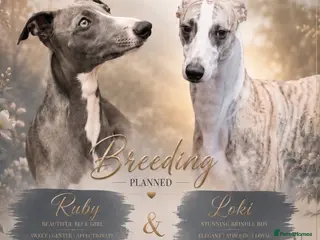 Whippet dogs NEW KIDS ON THE BLOCK /STUNNING RKC LITTER - Advert 1