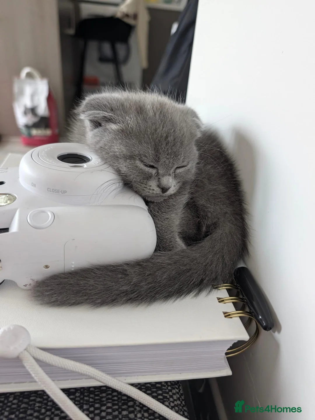 Ragdoll cats for sale: Ragdoll/Scottish fold  in Newmarket - Advert 12