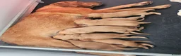 Labrador Retriever dogs for sale: Stunning dark fox red Labradors - Advert 1