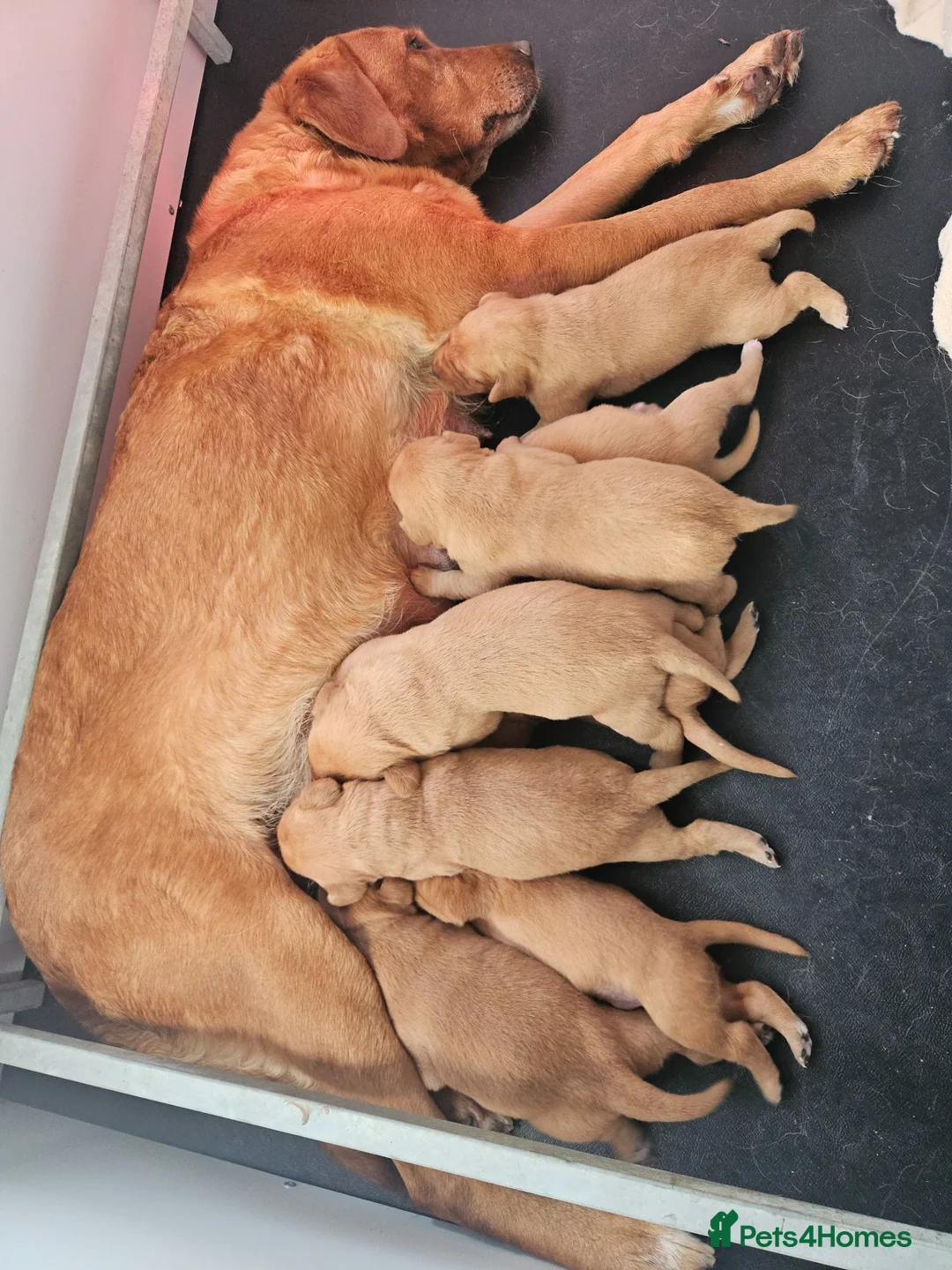 Labrador Retriever dogs for sale: Stunning dark fox red Labradors - Advert 1