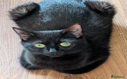 British Shorthair cats for sale: Shorthaired kittens  - Image 8