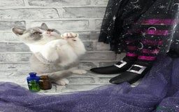 British Shorthair cats for sale: CHAMPION SIRED GCCF REG BSH BLUE BI MALE KITTEN - Image 2