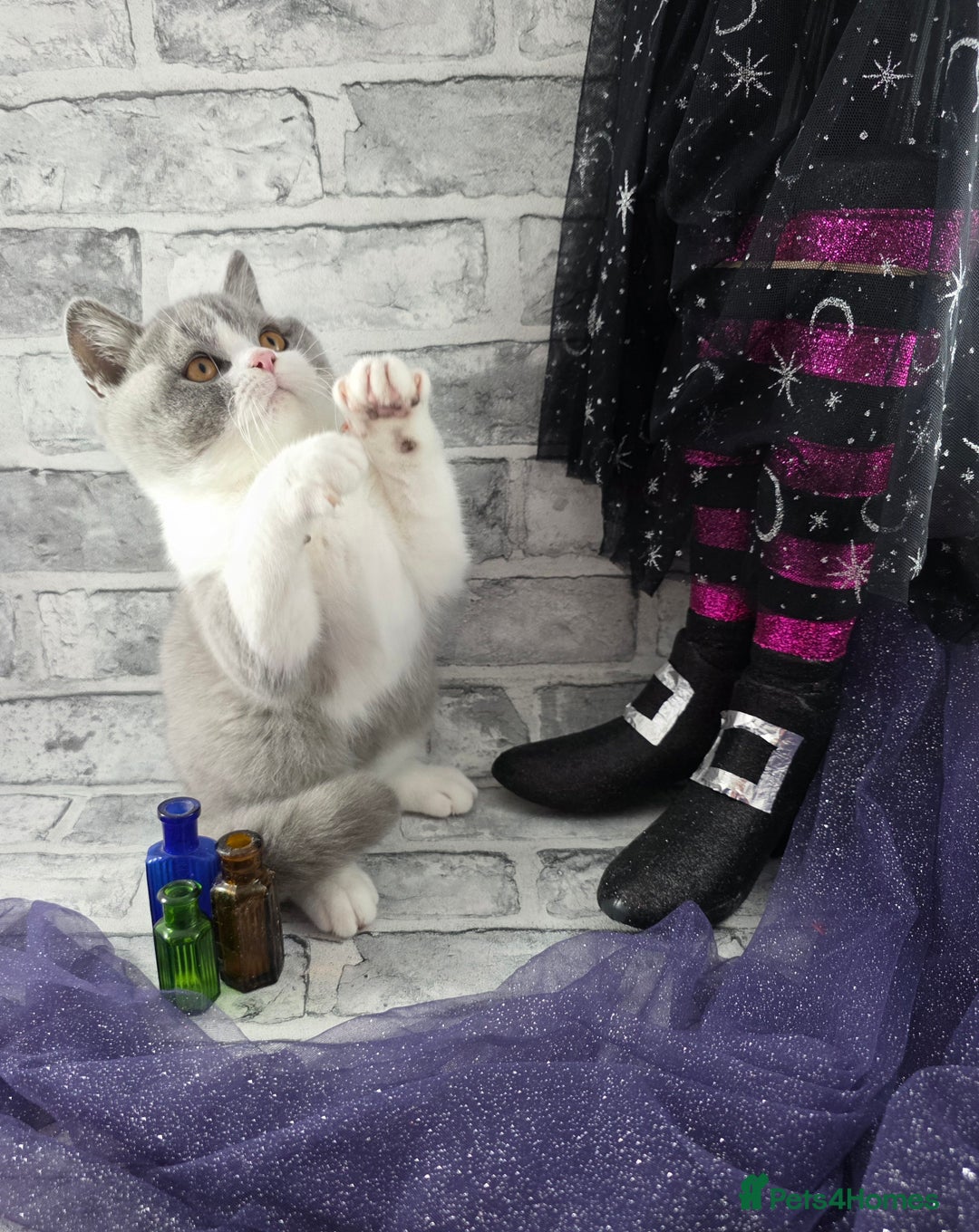 British Shorthair cats for sale: CHAMPION SIRED GCCF REG BSH BLUE BI MALE KITTEN - Image 2