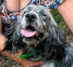 English Setter dogs Laya  - Advert 2
