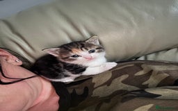 Bengal cats for sale: Beautiful bengal kittens - Image 4