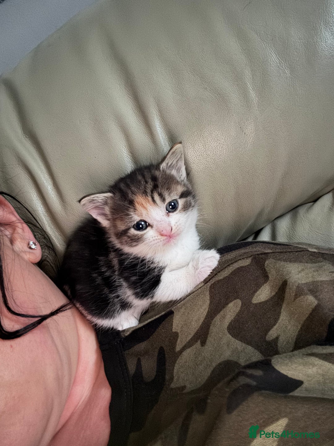 Bengal cats for sale: Beautiful bengal kittens - Image 4