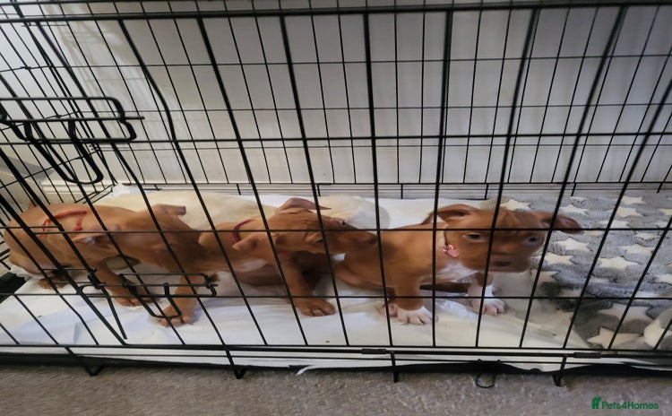 Dogue De Bordeaux dogs in Crewe - Advert 2