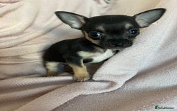 Chihuahua dogs for sale: READY NOW very small Chihuahuas  - Image 5