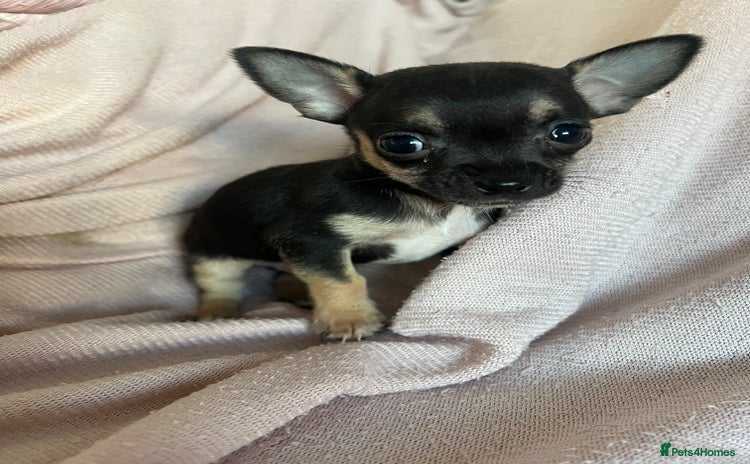 Chihuahua dogs - Advert 8
