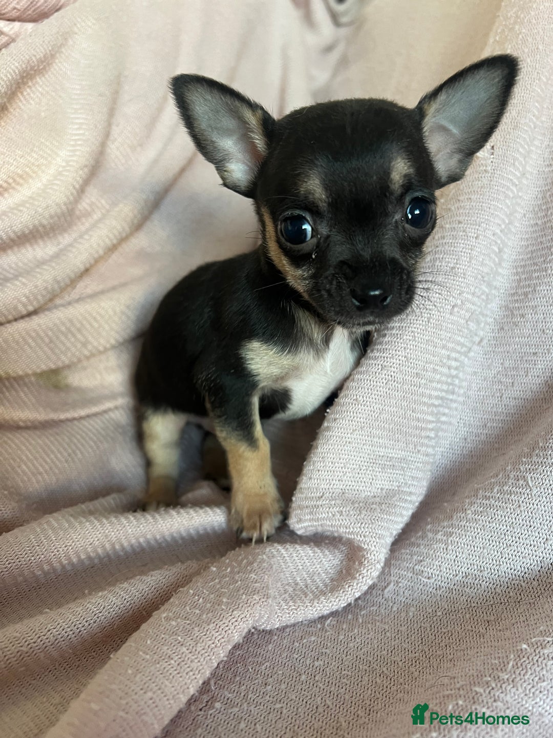 Chihuahua dogs for sale: READY NOW very small Chihuahuas  - Image 5