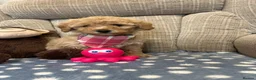 Poochon dogs for sale: Adorable Poochon puppies for sale  - Advert 6