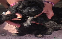 Mixed Breed dogs for sale: toy poodles  - Image 4
