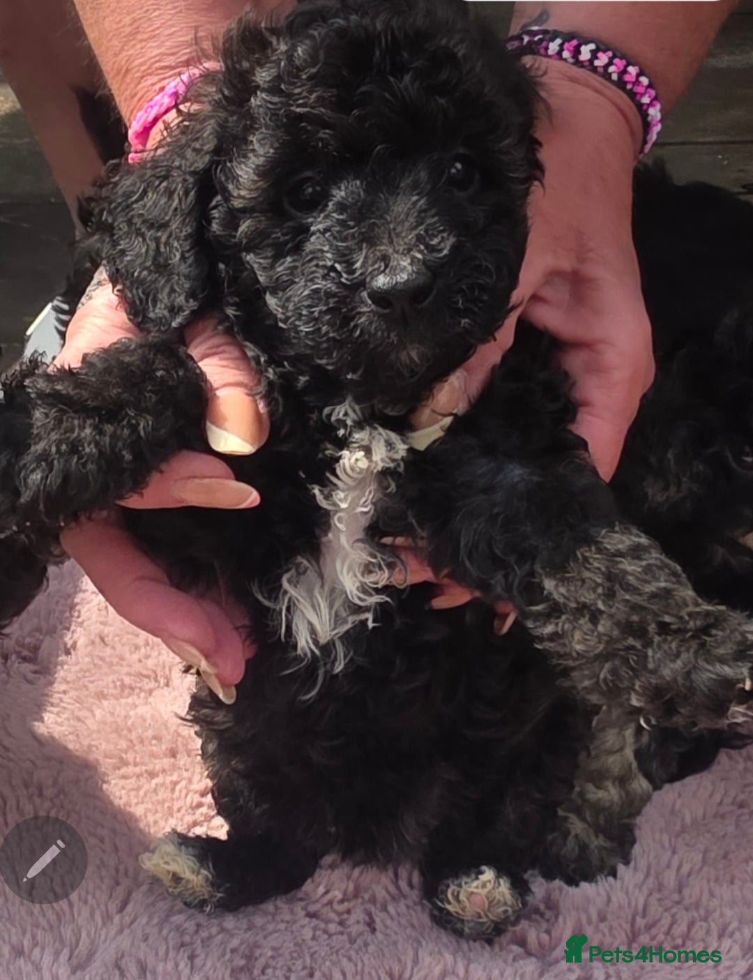 Mixed Breed dogs for sale: toy poodles  - Image 4