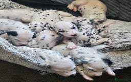 Dalmatian dogs for sale: Gorgeous dalmatian puppies  - Image 7
