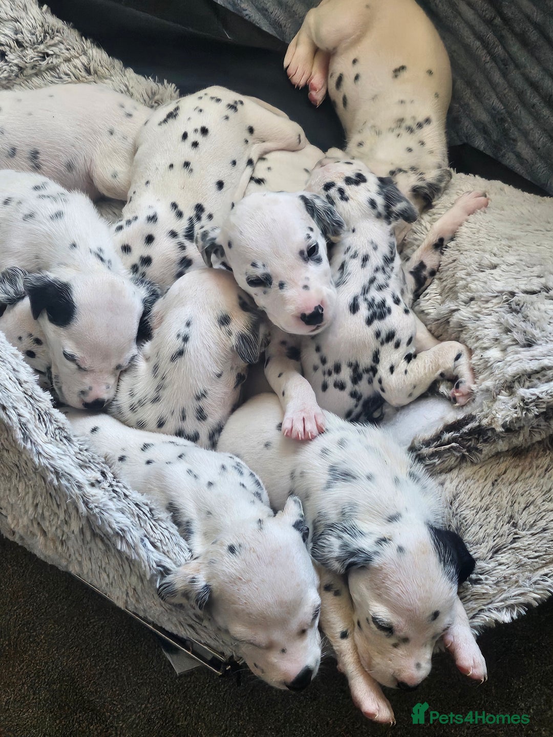 Dalmatian dogs for sale: Gorgeous dalmatian puppies  - Image 7