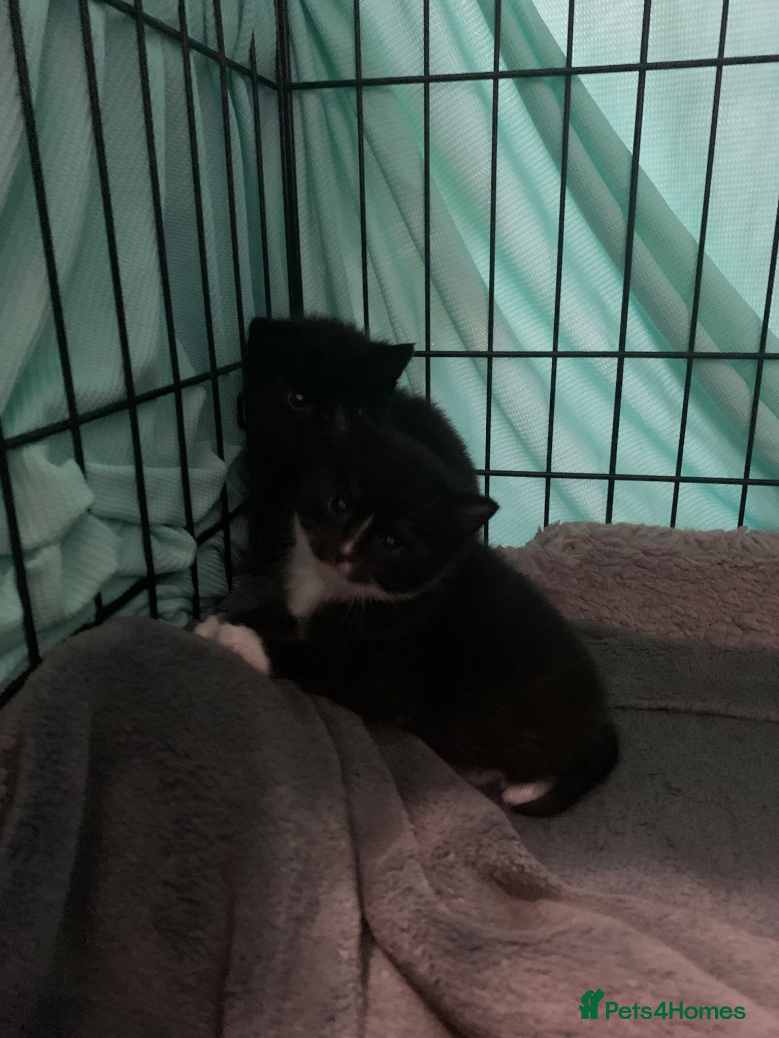 Mixed Breed cats for sale: beautiful kittens - Advert 4