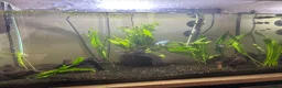 Gouramis fish for sale: job lot of fish  in Jarrow - Advert 1