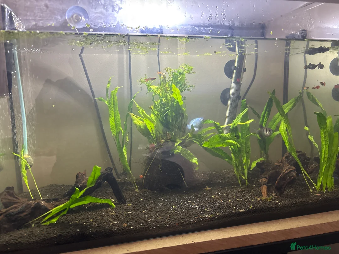 Gouramis fish for sale: job lot of fish  in Jarrow - Advert 1
