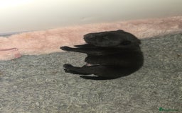 Mixed Breed dogs for sale: Chaffy puppies - Image 22