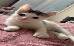 Turkish Van cats for sale: One male tri colour  - Image 6