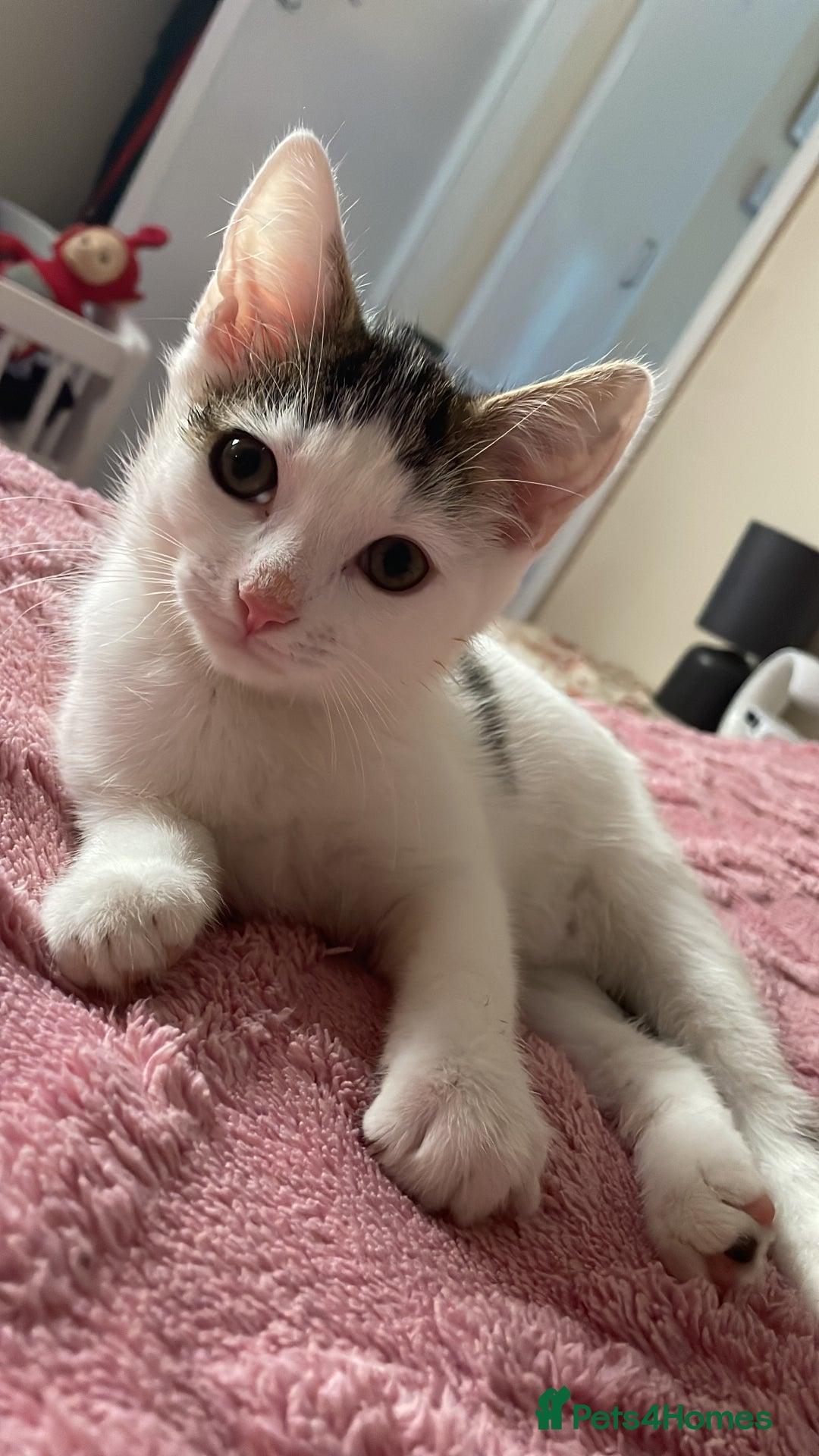 Turkish Van cats for sale: One male tri colour  - Image 6