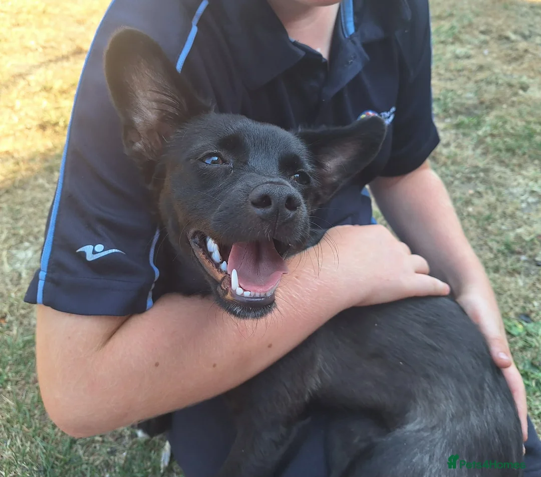 Mixed Breed dogs for adoption: Loris  - Advert 2