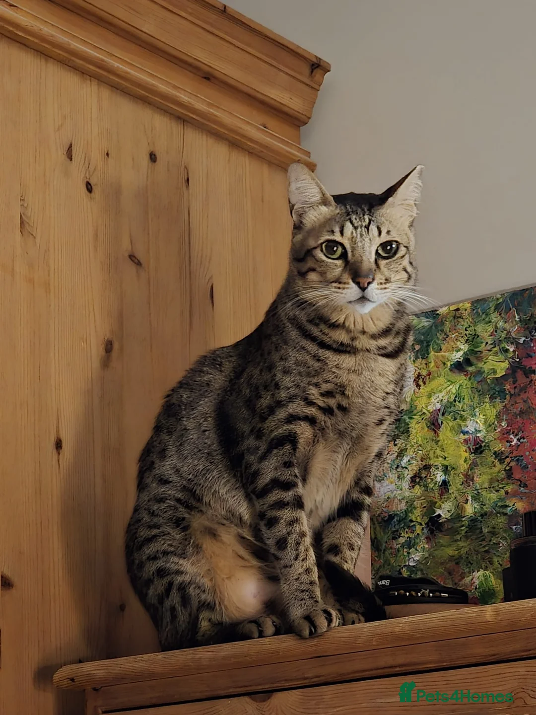 Mixed Breed cats for adoption: Gorgeous Rescue Boy Rango  - Advert 1