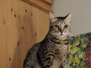 Mixed Breed cats Gorgeous Rescue Boy Rango - Advert 9