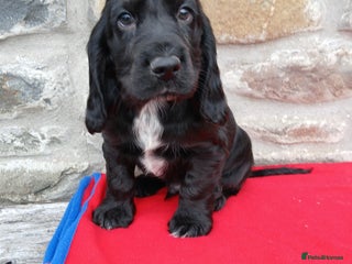 Cocker Spaniel dogs - Advert 7