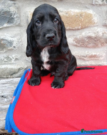 Cocker Spaniel dogs - Advert 15