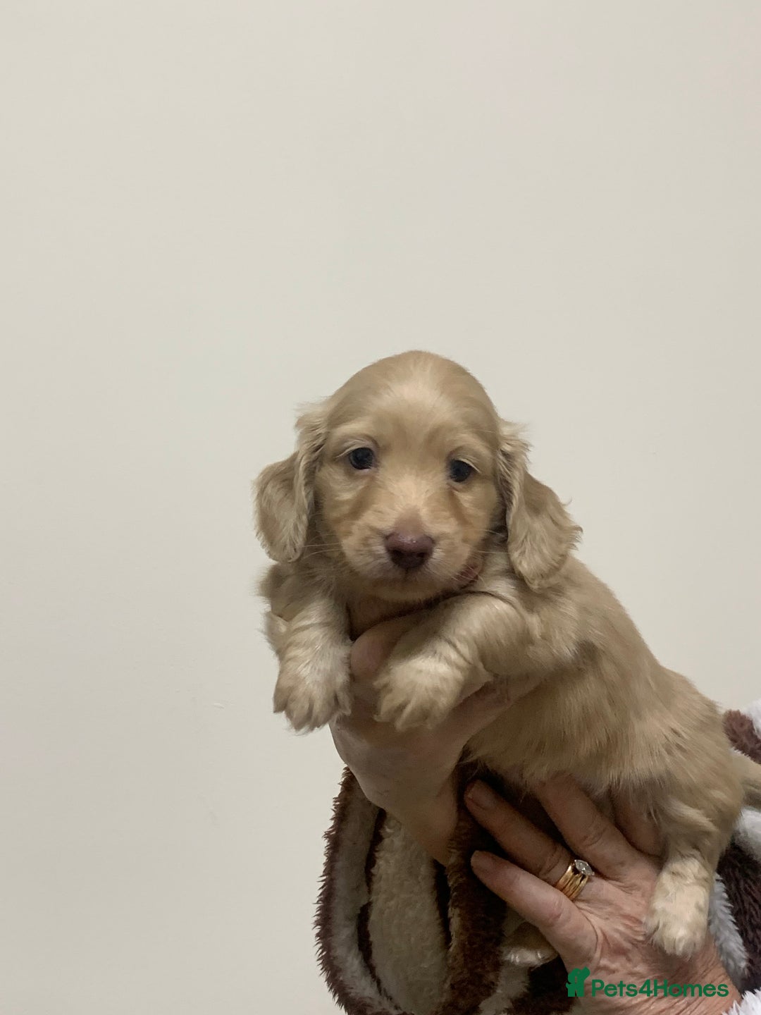 Miniature Dachshund dogs for sale: KC reg mini Longhaired Dachshunds - Advert 10