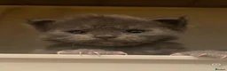 Ragdoll cats for sale: Beautiful 😻😻💖💙 Ragcoons  - Advert 3