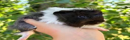 Guinea Pig rodents for sale: LOTS Of Gorgeous Gentle Baby Boy Guinea Pigs 🩵 - Advert 6